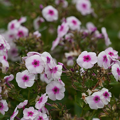 Creative Ways to Use Largeleaf Phlox in Your Landscape Design