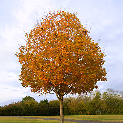 The Benefits and Uses of Sugar Maple Trees in Landscape Design