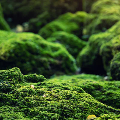 Add Natural Beauty to Your Yard with Carpet, Sheet, and Pin Cushion Moss in Tennessee