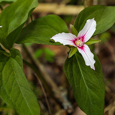 Painted Trillium Plant: Identification, Uses, and Habitat in the Adirondacks