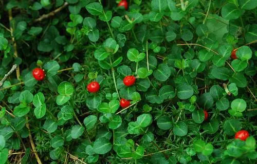 Bright red glossy berries among lush green leaves in perennial garden