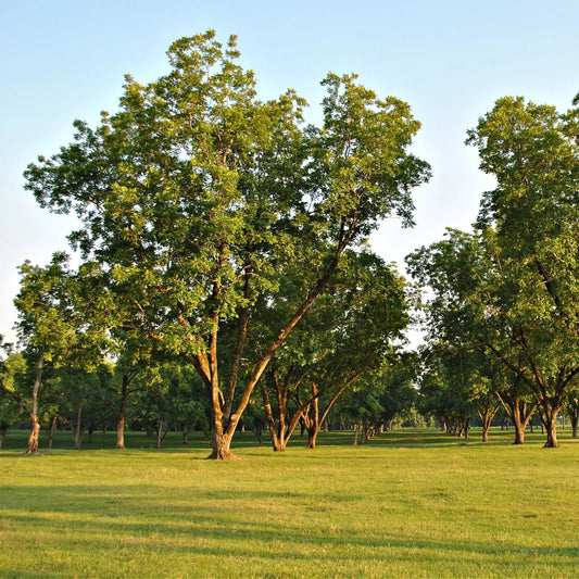Lush green fast-growing trees with sturdy trunks in sunlit grassy field