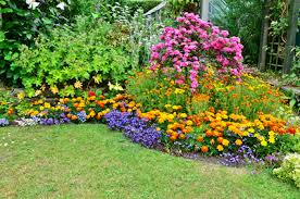 Vibrant perennial garden bed with pink, orange, yellow, purple flowers for beginners