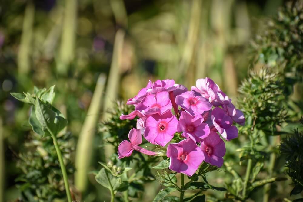 Vibrant pink phlox flowers with dark centers attract pollinators amid green foliage