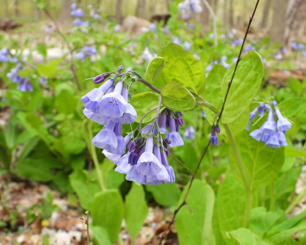 Delicate light purple bell-shaped flowers in companion planting perennials
