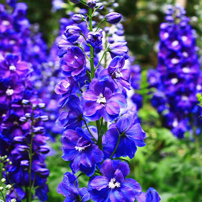 The Enchanting Beauty of Purple Larkspur Plants