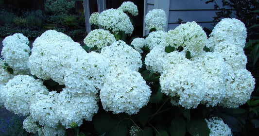 Wild Hydrangea