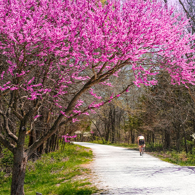 Redbud Trees are One of Spring's First Bloomers