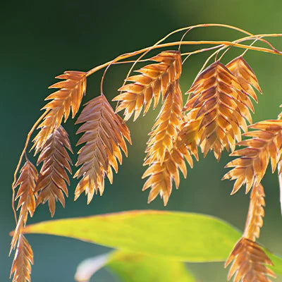 The Ecological Importance of River Oats in Riparian Ecosystems