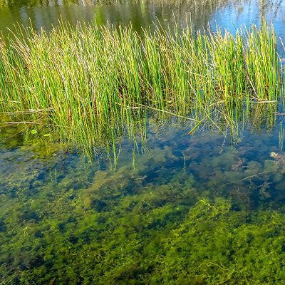 Landscaping with Riverbank Wild Rye Grass