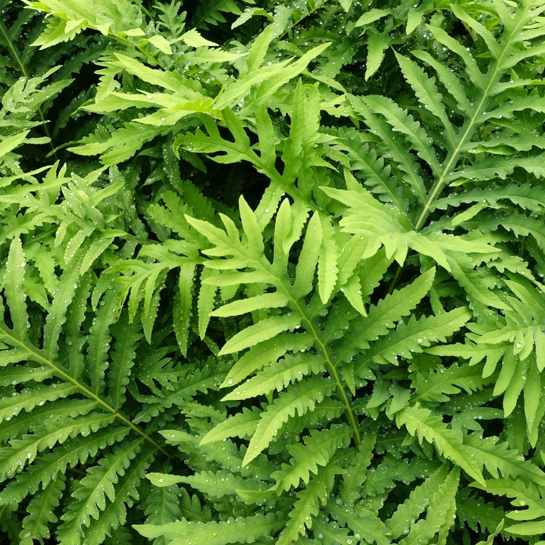 Fresh green fern fronds with serrated edges and water droplets for Tennessee landscapes