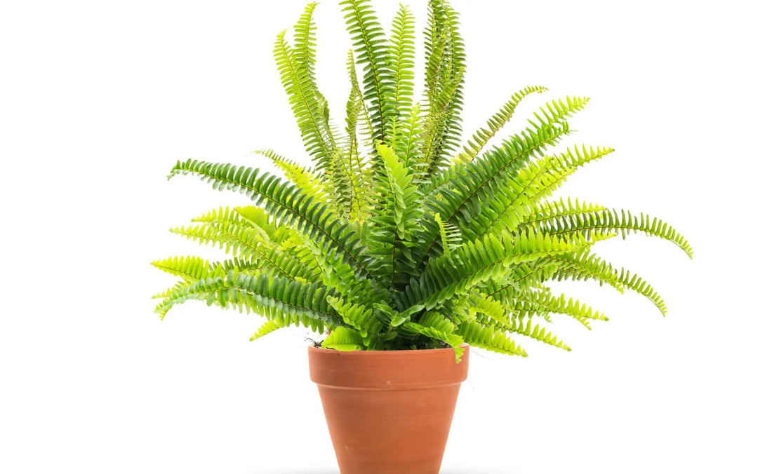 Vibrant green fern with cascading fronds in terracotta pot