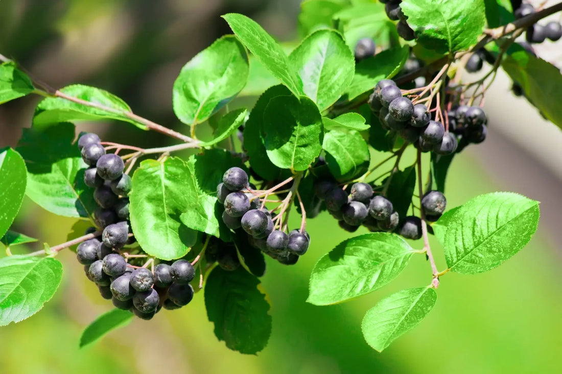 Clusters of black chokeberry fruits on green leaves