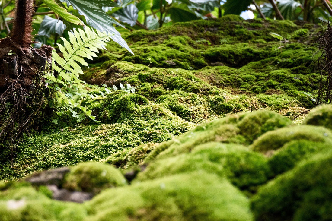Vibrant lush green moss blankets forest floor for landscapes
