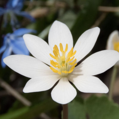 The Blooming Bloodroot