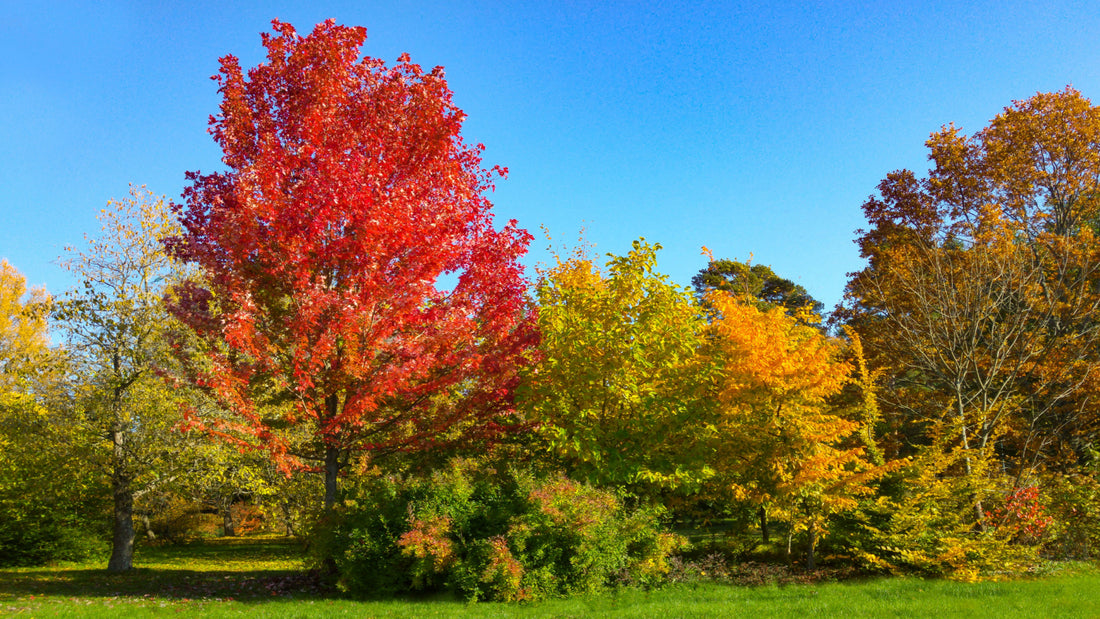 Autumn Blaze Maple