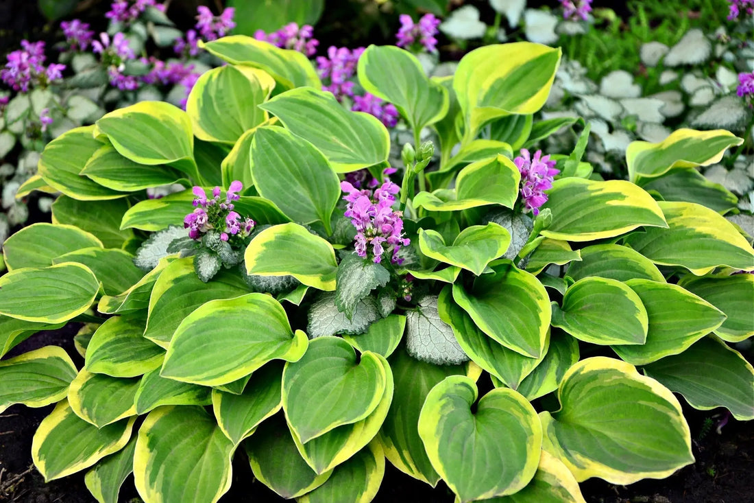 Lush variegated hosta with green-yellow leaves and purple flowers for landscaping