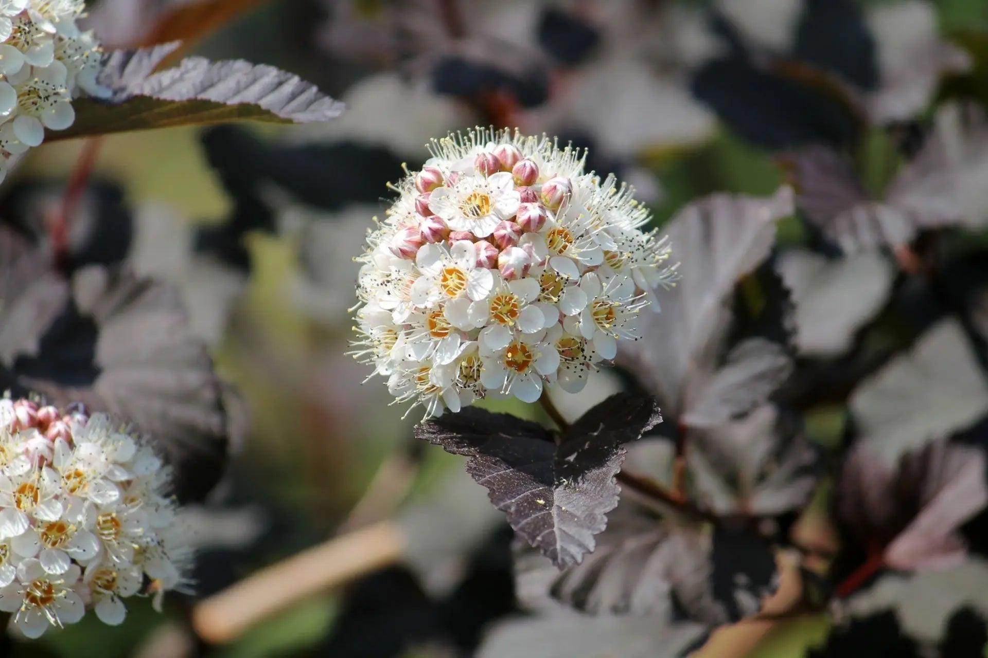 Native Ninebark Varieties – Tennessee Wholesale Nursery