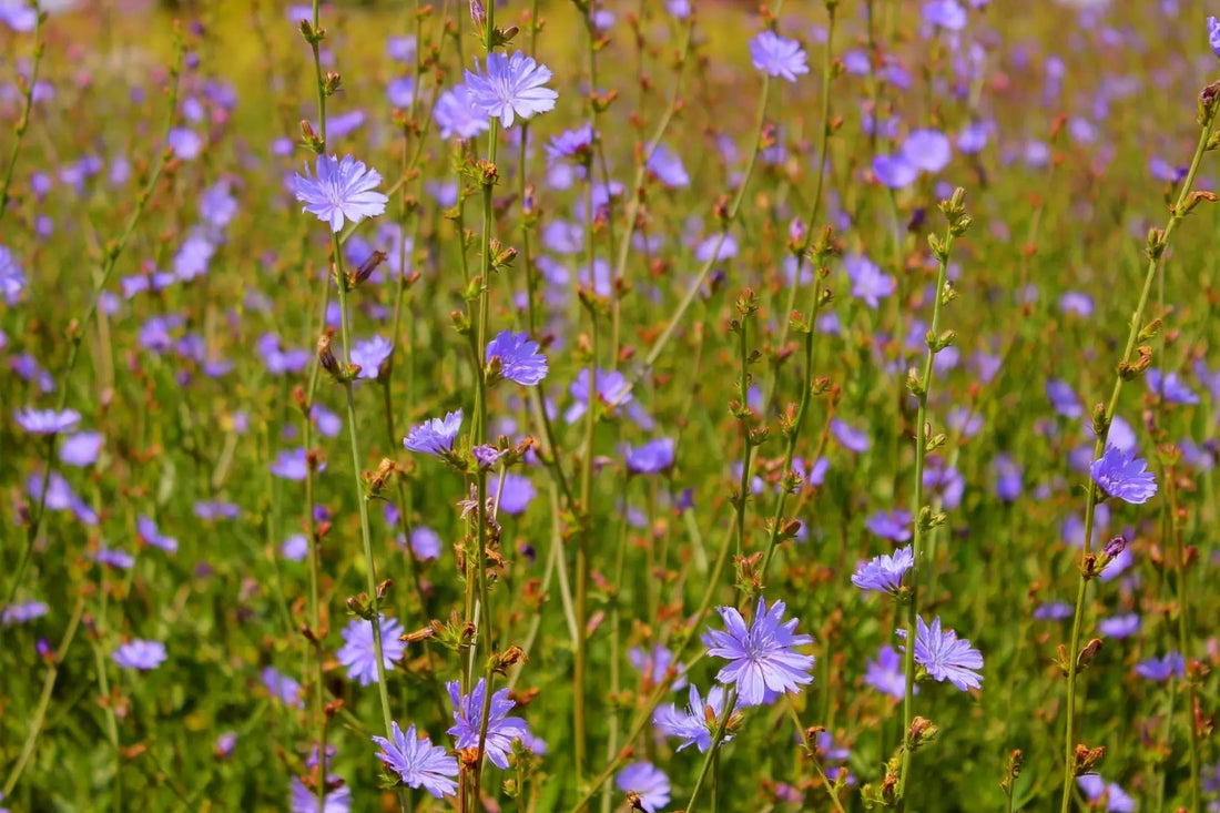 Delicate purple chicory flowers in field for growing wildflowers handbook