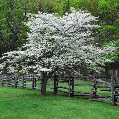 Flowering White Dogwood Trees