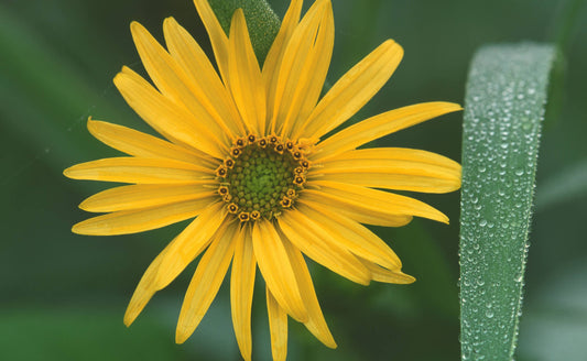 Planting, Growing, and Caring for Sunflowers