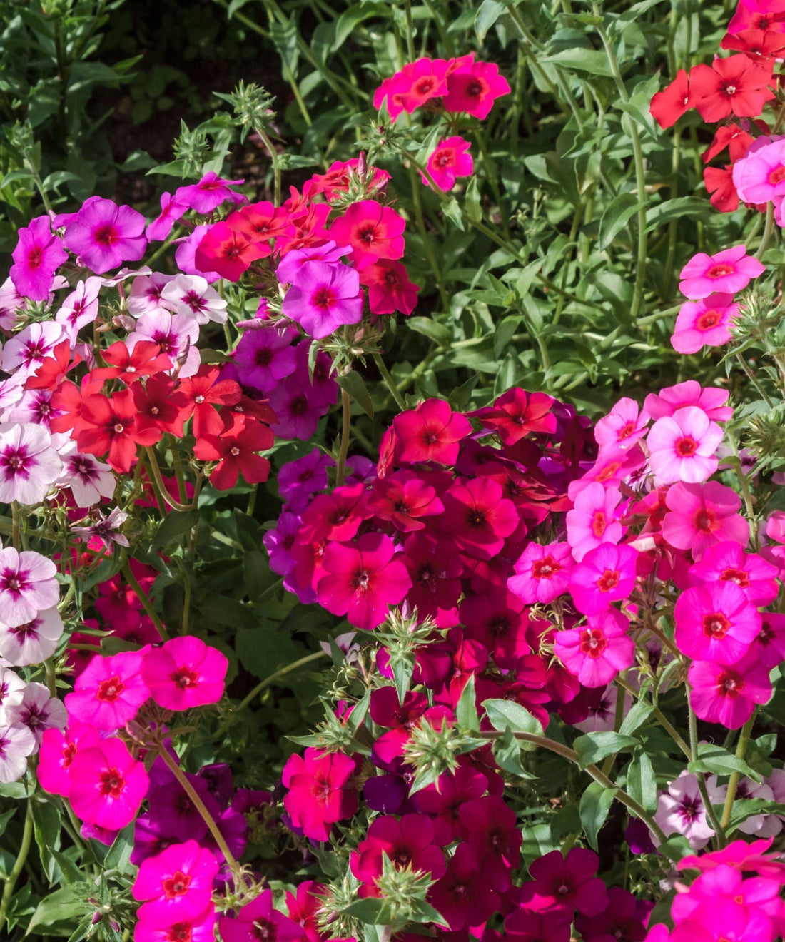 Perennial Flowers