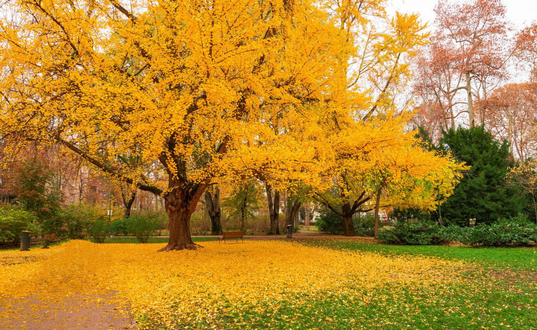 Ginkgo Biloba: Living Fossils of the Tree World