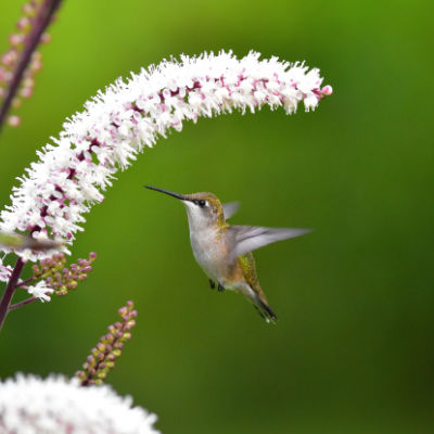 Black Cohosh