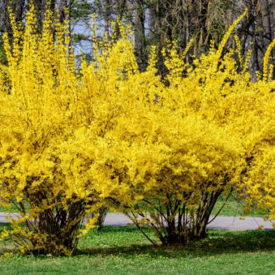 Vibrant yellow forsythia bushes in full bloom transforming landscapes