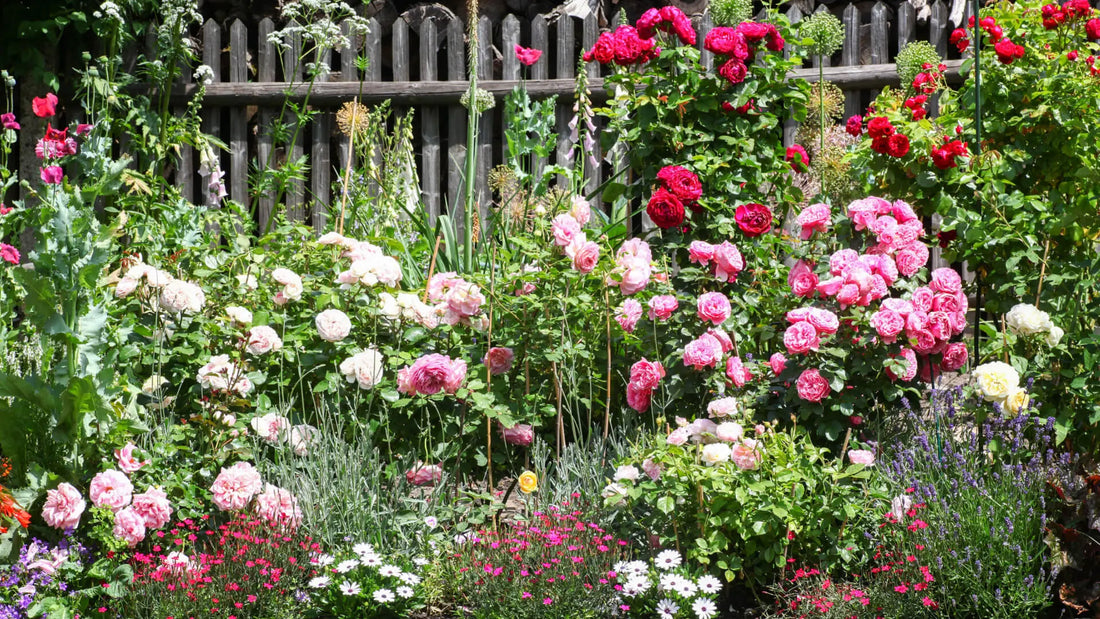 Vibrant pink, red, white roses cascading over green foliage on rustic fence in cottage garden