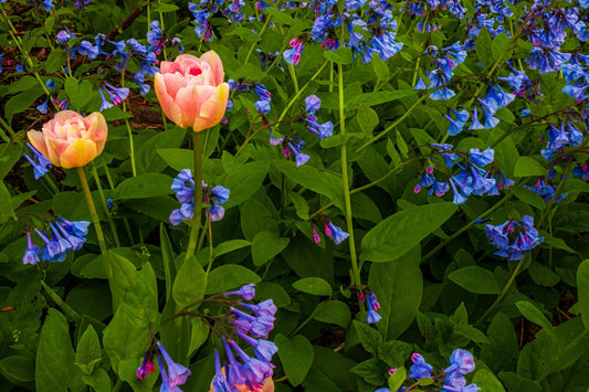  Blue Flowers