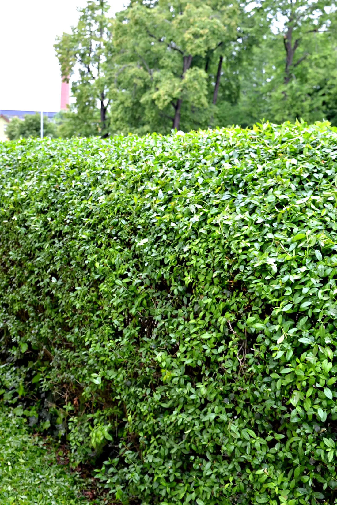Dense vibrant green privacy hedge for Tennessee gardens, neatly trimmed.