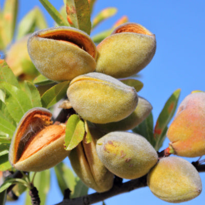 What Is an Almond Tree?