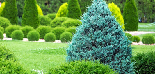 Vibrant blue-green conical evergreen privacy tree in Tennessee garden