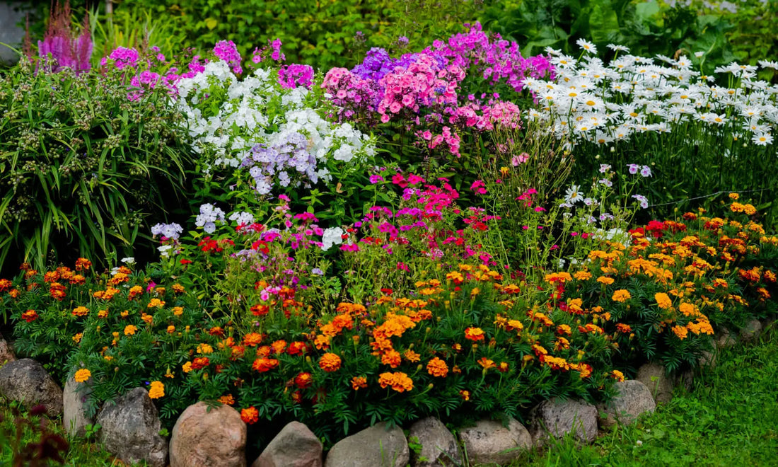 Vibrant native garden bed with colorful purple pink white orange red flowers
