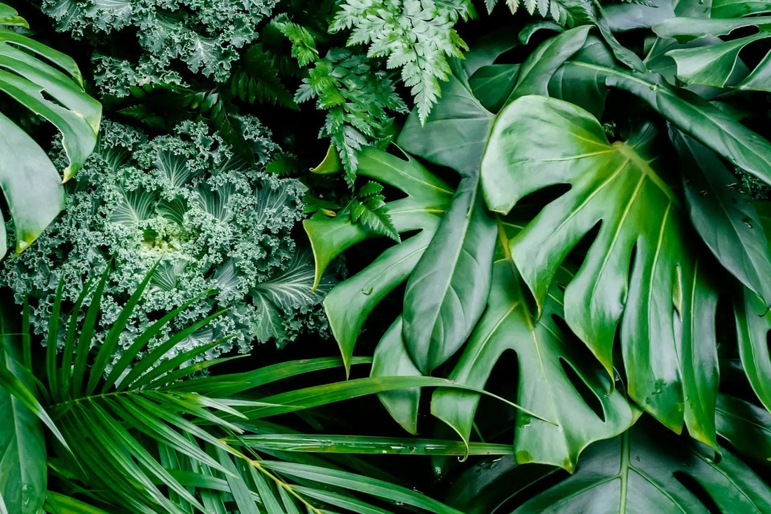 Lush monstera leaves and emerald fern fronds for bare root planting