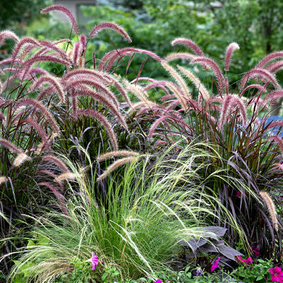 Grasses Are Amazing In Landscaping