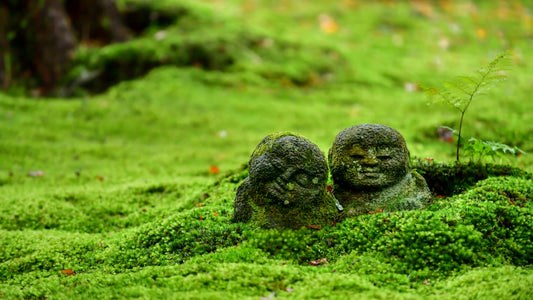 Moss Garden