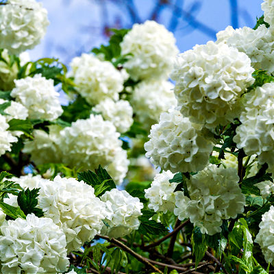 Snowball Viburnum Are Stunning