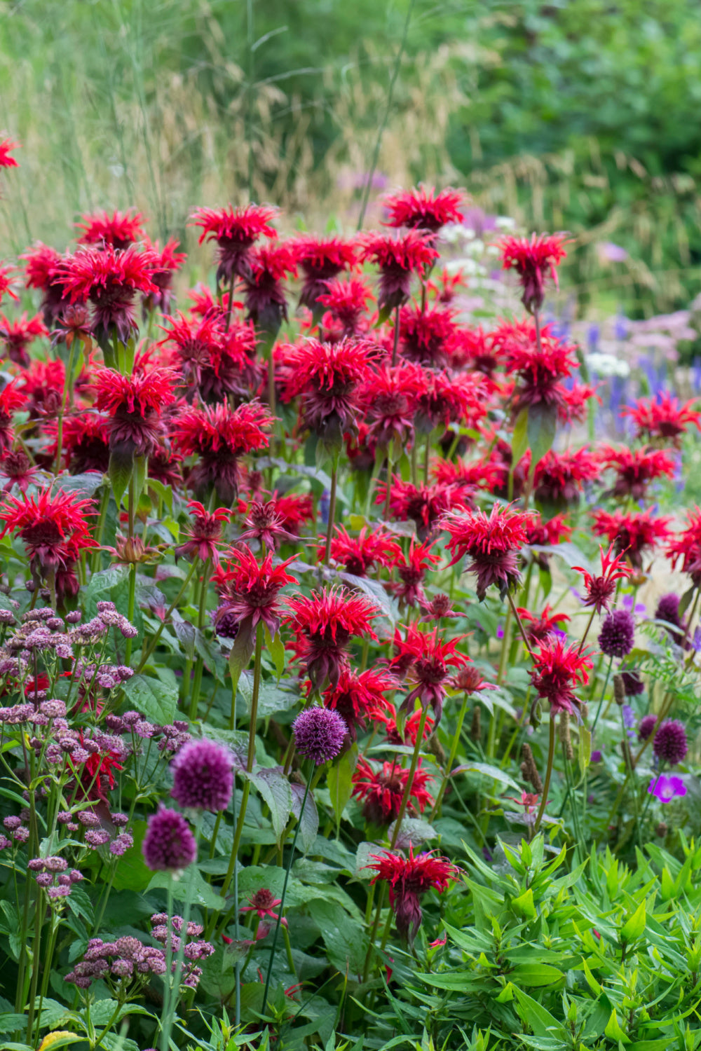 Vibrant deep red bee balm flowers in Tennessee summer garden.