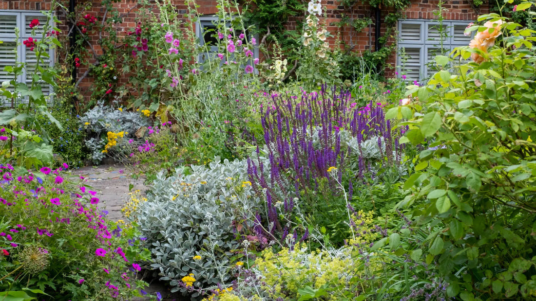 Vibrant cottage garden with purple sage, pink yellow flowers along brick wall