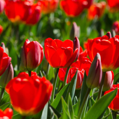 Beautiful Red Tulips