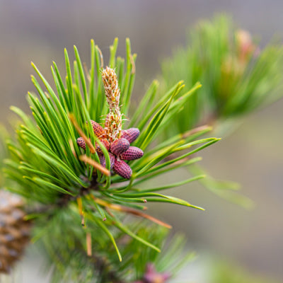 Unique Virginia Pine Tree