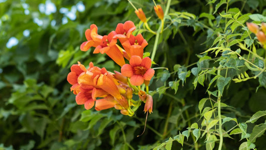 Campsis Radicans