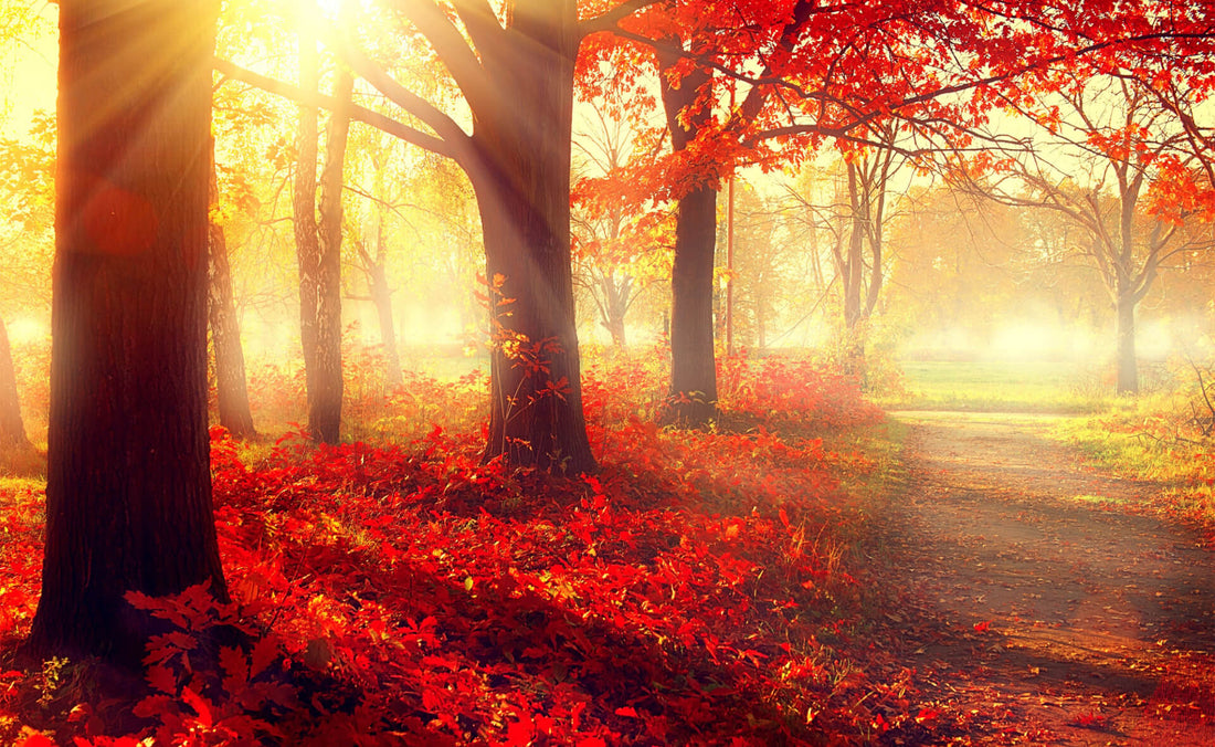 A Symphony of Reds and Golds: The Poetry of Autumn Leaves