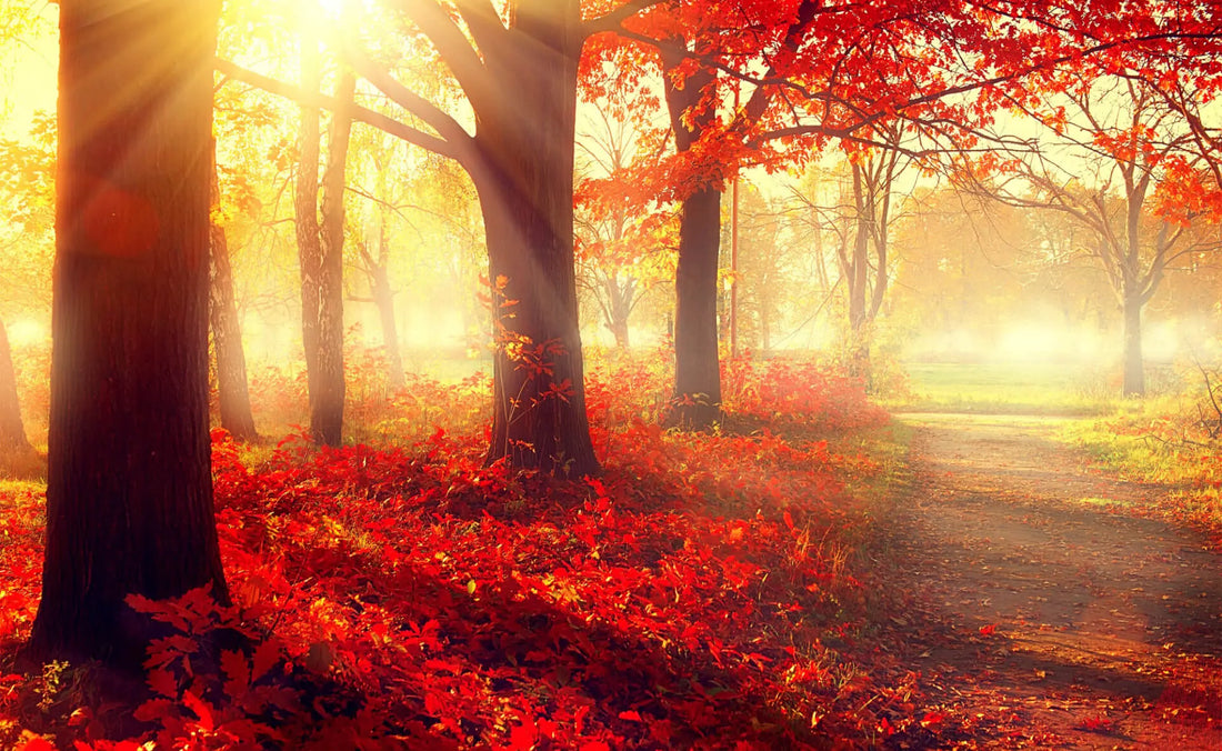 Vibrant autumn forest path in reds and golds, sunlight through canopy