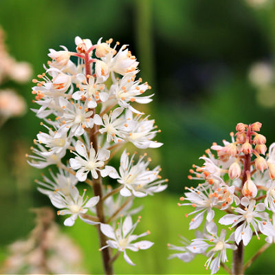 Tiarella Is An Exotic Shade Lover