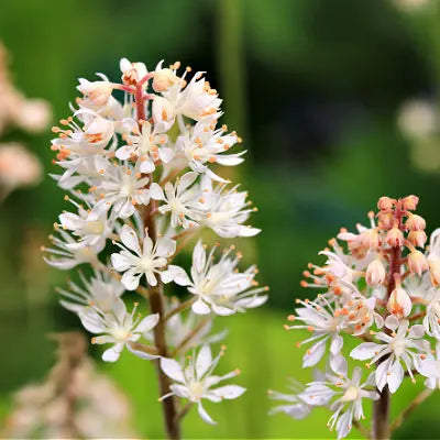 Tiarella: an Exotic Shade Lover – Tennessee Wholesale Nursery
