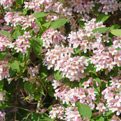 The Butterfly Attracting Beauty Bush