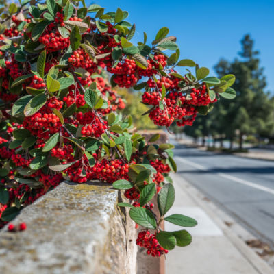 The Red Chokeberry Shrub Offers Yearlong Interest